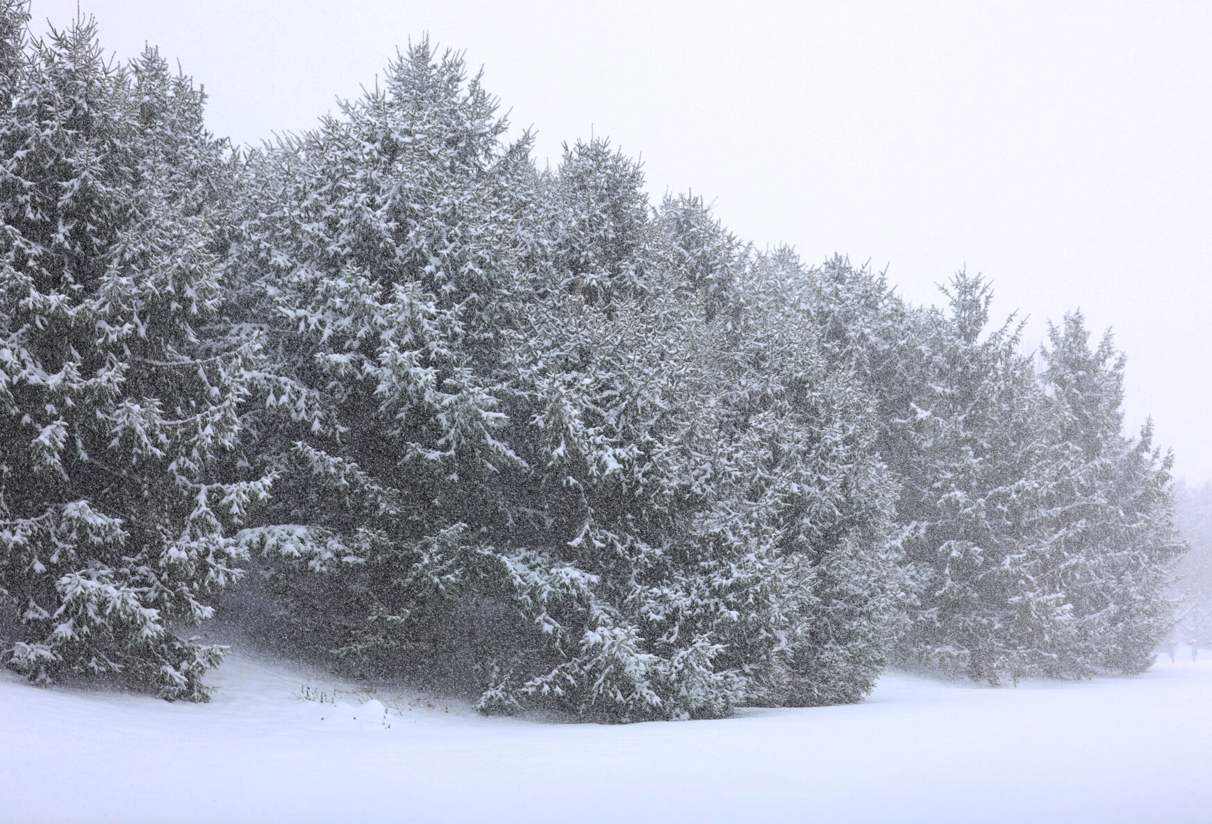 Pine trees at Waterfront Park in Louisville - Jan. 5, 2025.JPG